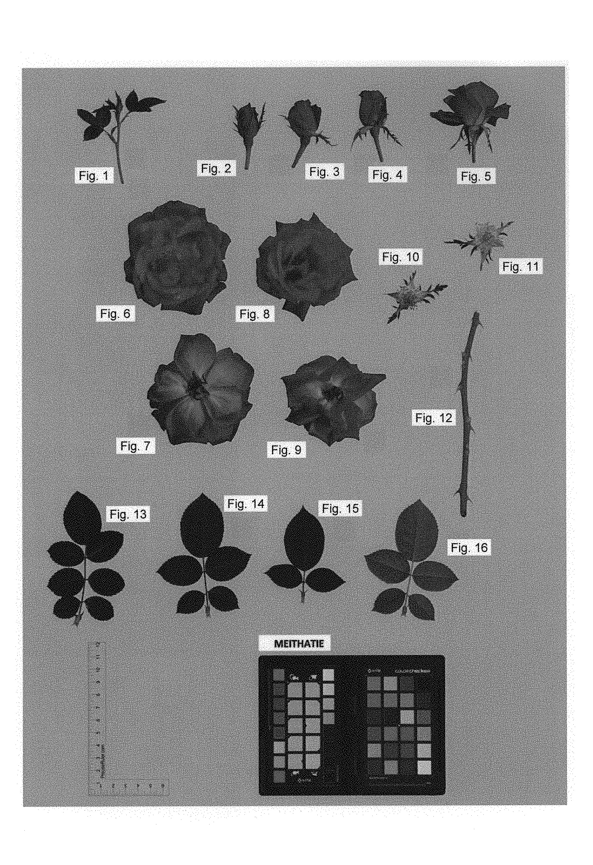 USPP030860-fig1